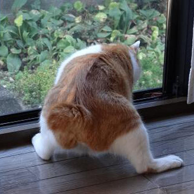 るろうに