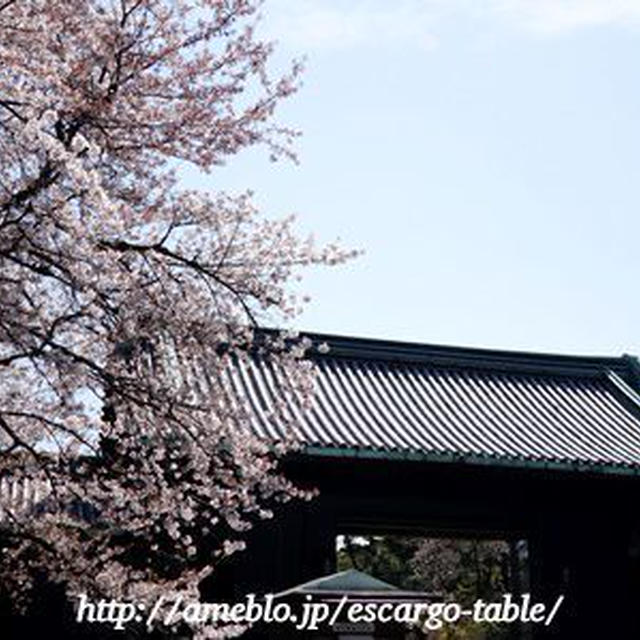 本日の散歩！限定公開の皇居の桜と千鳥ヶ淵の桜を満喫♪