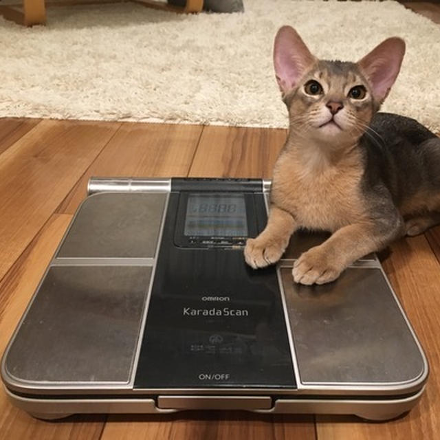 子猫時代のとのひめ　生後4ヶ月頃の体重測定とか