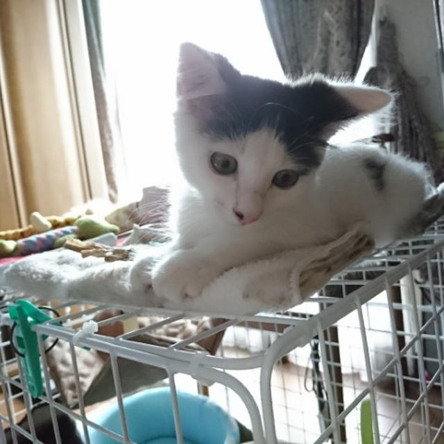 【小梅・さくら・桃之介通信】その時は突然に…