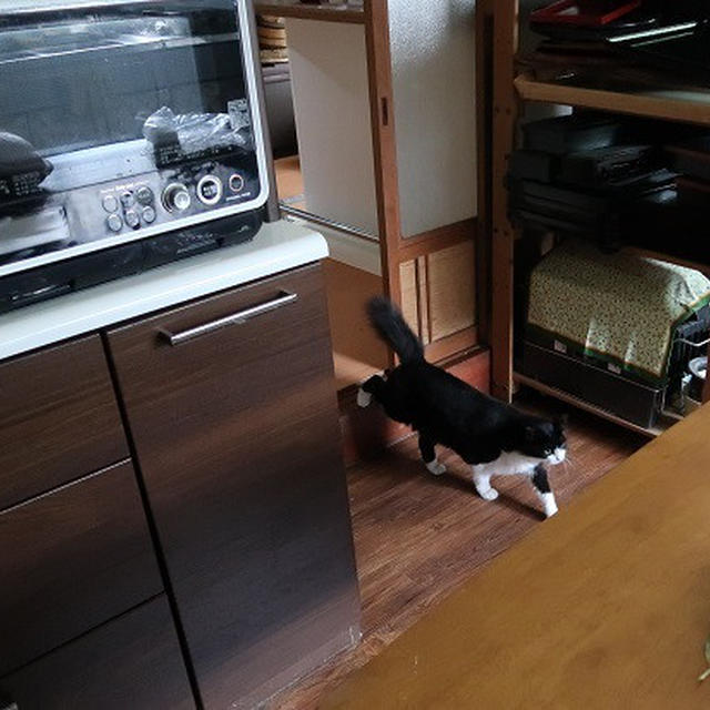 ごんぼさんの台所