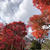 紅葉がさらに美しかったよ