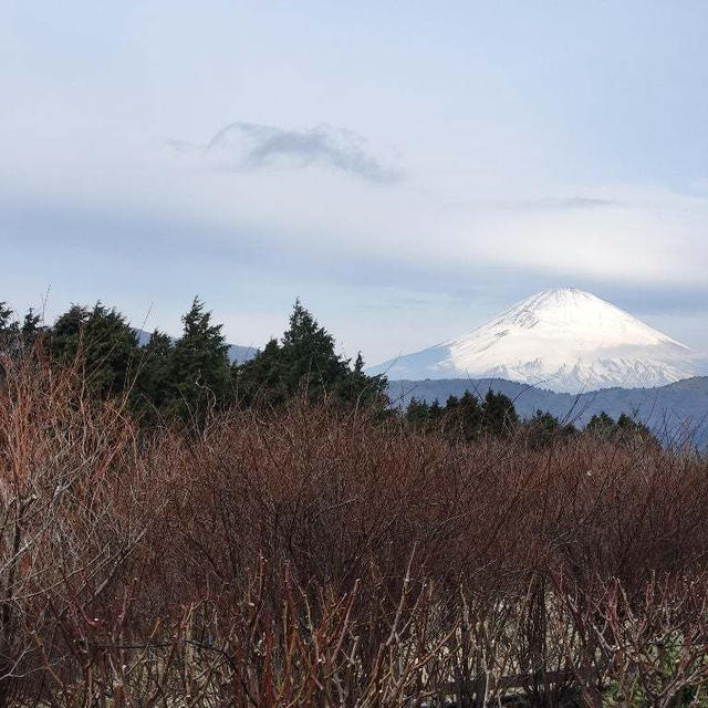 ホテルグリーンプラザ箱根の朝食バイキング→箱根神社へ