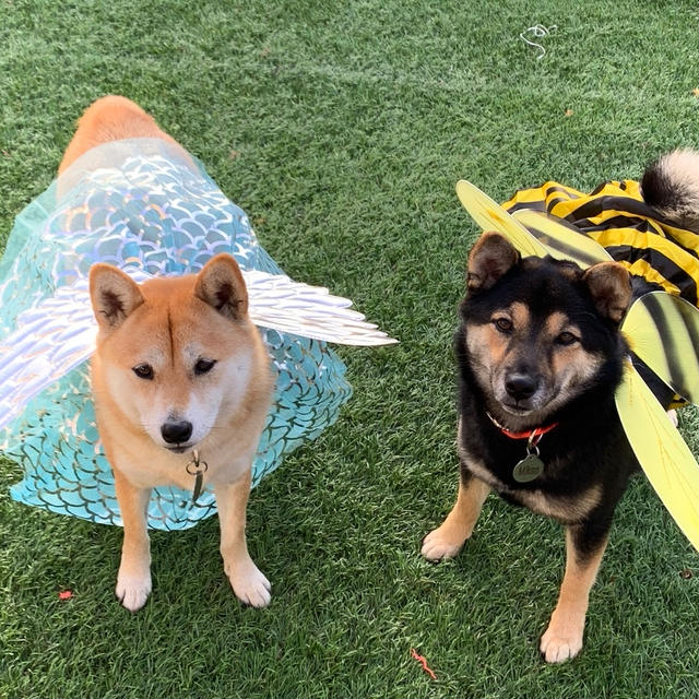 ハロウイン準備OK！