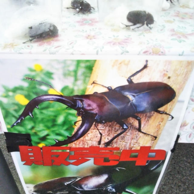夏休み☆スーパーで売られるカブトムシ＆クワガタ