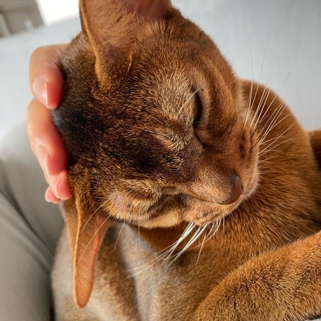 りすも、抱っこちゃん(*´ω`*)