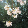 今日は桜の日♩と、iPhoneX☆