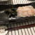 アカハタの昆布締め