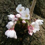 静かな桜