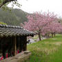 八重桜の風景#最近撮った写真は