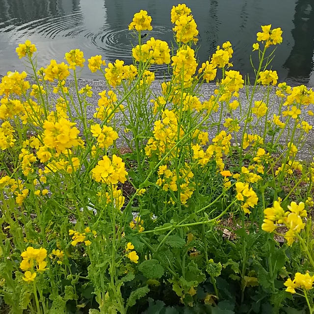 ☆菜の花☆