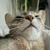 ねぼすけ猫さんを起こす
