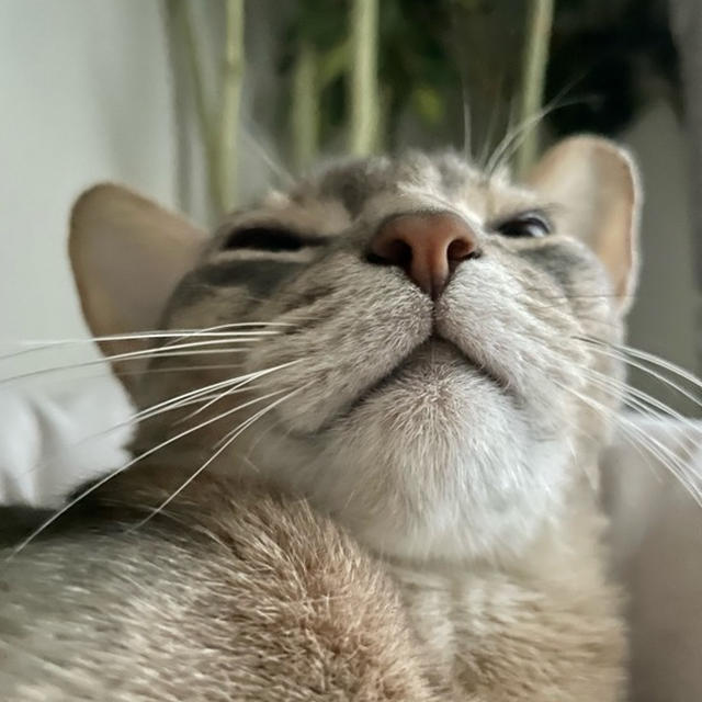 ねぼすけ猫さんを起こす