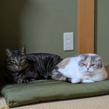 家族が増えたよ