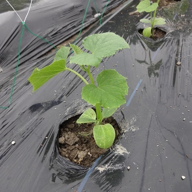 きゅうりとズッキーニの定植完了～♪