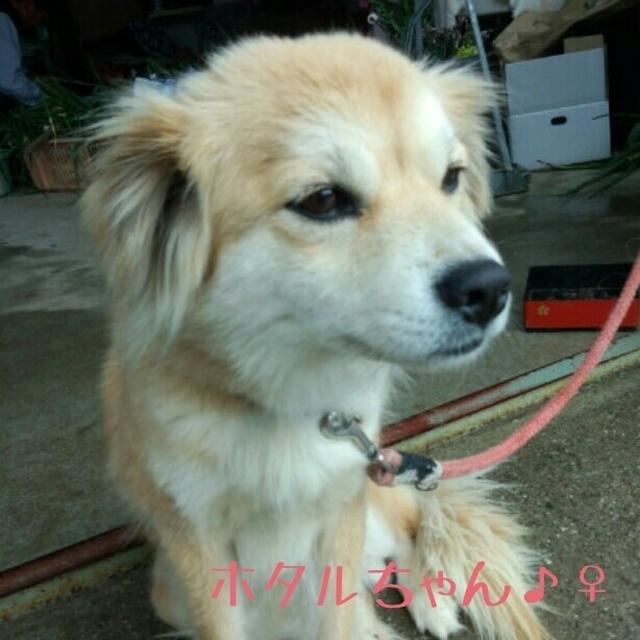 うちの姫、ホタルちゃんです。