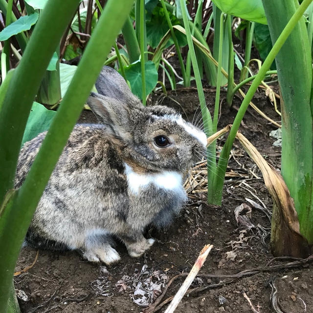 じっちの畑のピーターラビット2