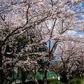 桜が満開です(*^▽^*)
