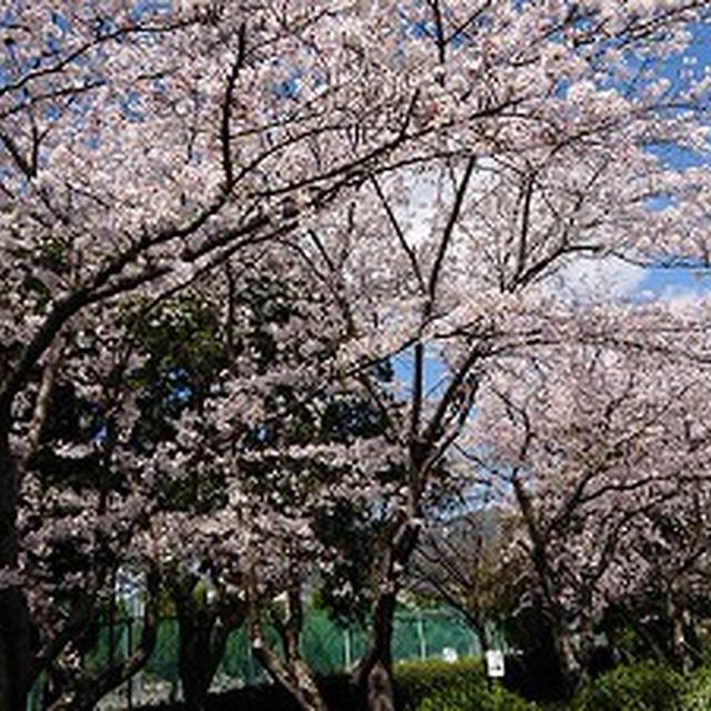 桜が満開です(*^▽^*)