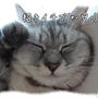 招き猫(･∀･)ﾆﾔﾆﾔ