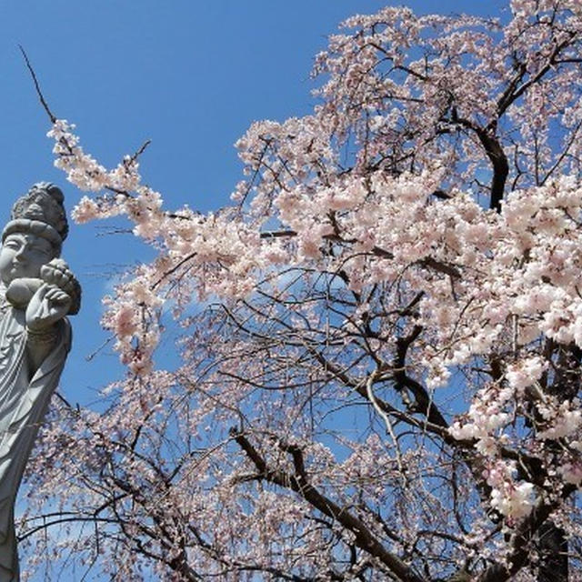 ■【さがみ野霊園の枝垂れ桜が満開です♪】
