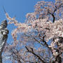 ■【さがみ野霊園の枝垂れ桜が満開です♪】