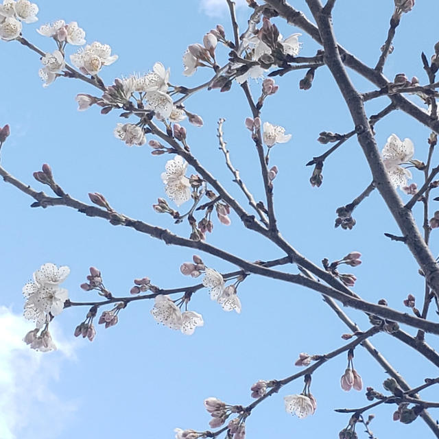 コロナウイルスで落ち着かない日々ですが桜の写真をどうぞ！