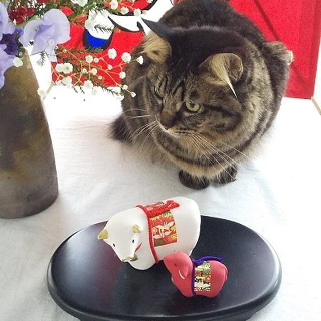 猫たちのお正月