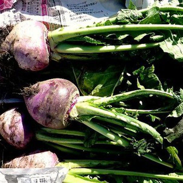 信州の伝統野菜「羽広かぶ」