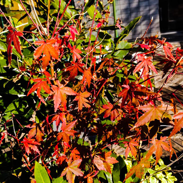 我が家もちょこっと紅葉中