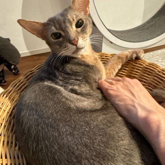 ぼくちんのフリータイムと、わか坊の顔はさみ