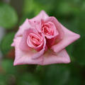 ピンクのミニ薔薇