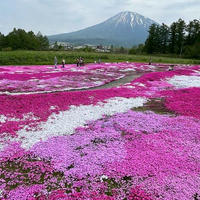 【道の駅㉚㉛】芝桜。倶知安、三島さんの芝桜庭園。と、あかいがわ、名水の郷きょうごく、望洋中山。