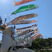 瀬又の鯉のぼり