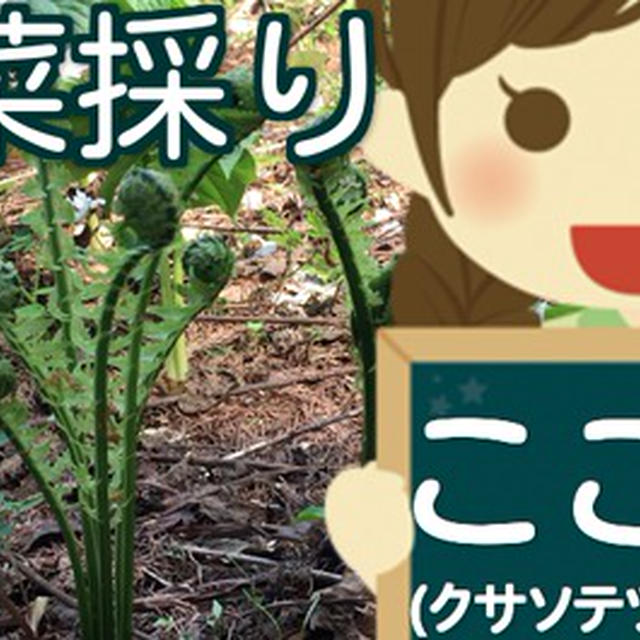 春の山菜【動画】おいしいコゴミの見分け方