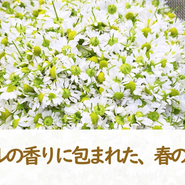 カモミールの香りに包まれた、春のひととき。