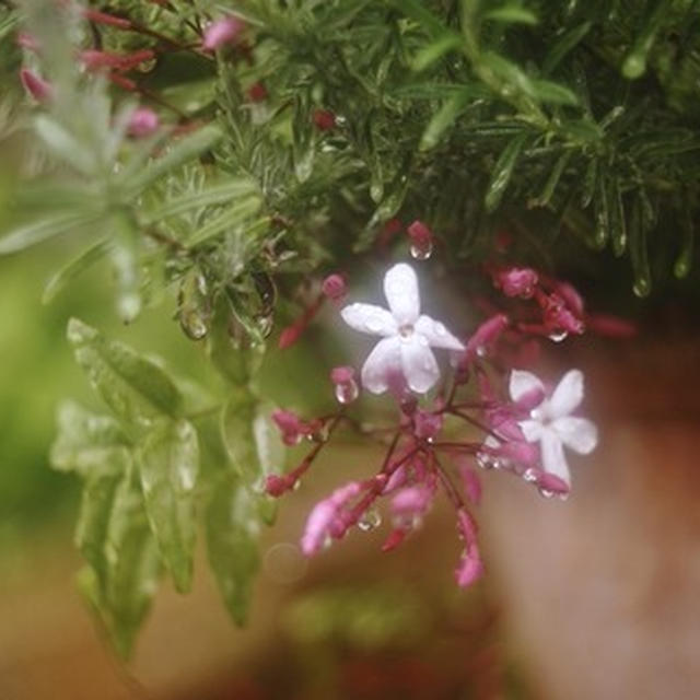 我が家の庭の花