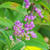 お散歩＊秋の花が咲いてきましたね＊
