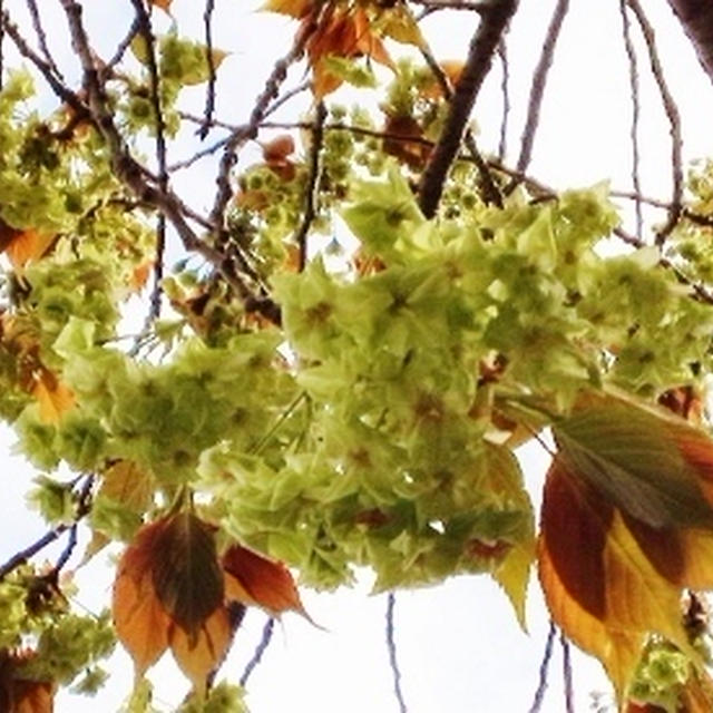 御衣黄桜とヨーグリーナー♪～♪