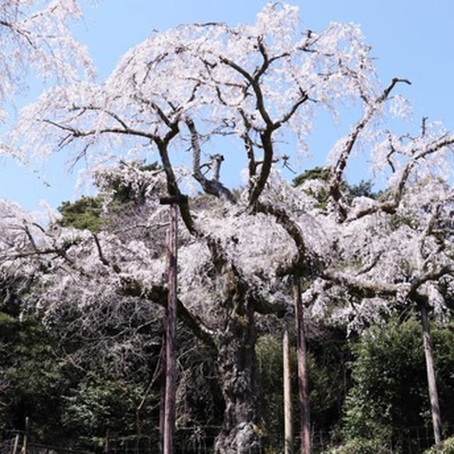 紹太寺の枝垂れ桜 2020