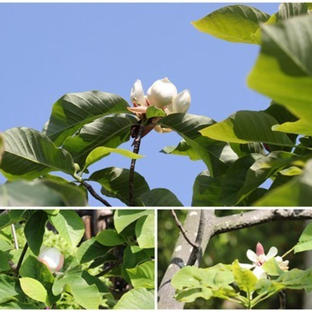 揺れる大船植物園