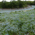 ネモフィラの咲く丘　東京でもネモフィラが満開　昭和記念公園