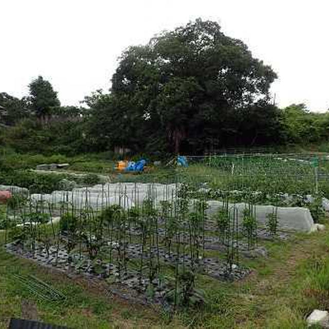 アワノメイガ&ハクビシン対策☆葉山農園（6月上旬）