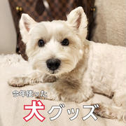 楽天大感謝祭：今回のリアルポチ　と、今年使っている犬グッズ