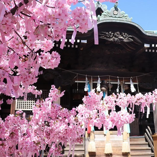 今が満開の河津桜♪東京 世田谷区 桜神宮