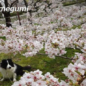 芦屋中央公園の桜は満開