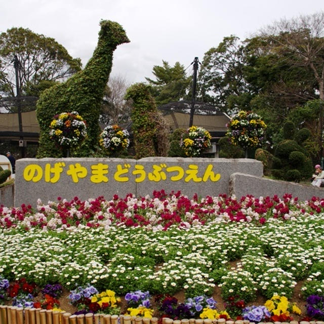 御礼＆横浜写真☆桜が満開の野毛山動物園(横浜桜木町)