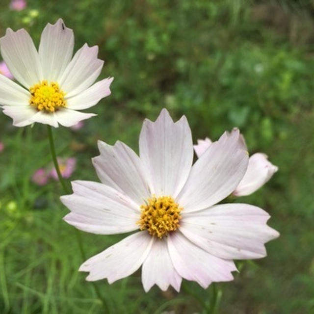 10月3日〜花便り〜