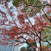 やや気の早い？紅葉が赤くなってました