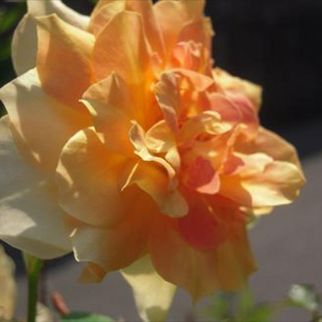 薔薇、ペチュニア、シルバーリーフ